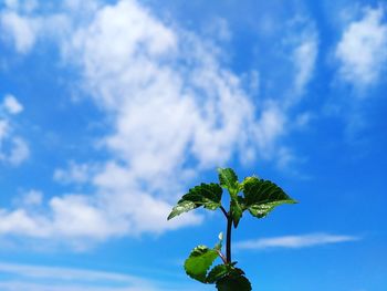 Low angle view of plant against blue sky