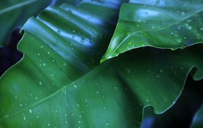 Close-up of raindrops on leaves