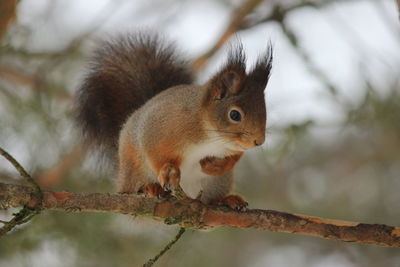 Close-up of squirrel on tree