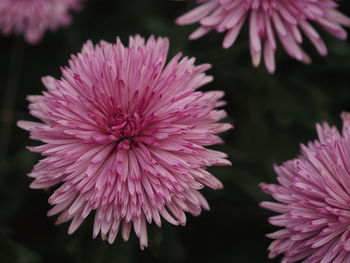 Close-up of pink flower