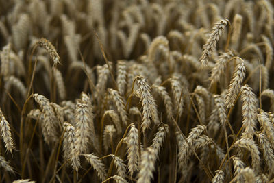 Full frame shot of wheat