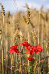 Close-up of red flowering plant on field