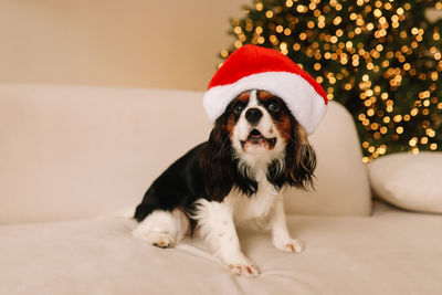 Cute little dog pet on the sofa in a decorated room on christmas holiday