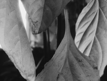 Close-up of leaf