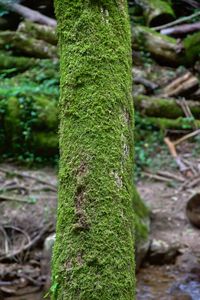 Close-up of moss growing on tree trunk
