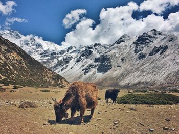 View of an animal on snowcapped mountain