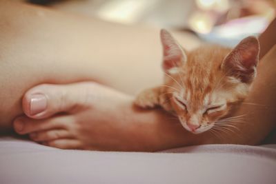 Close-up of kitten with hand on carpet
