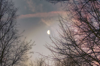 Low angle view of bare trees against sky