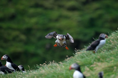 Puffins in mykines