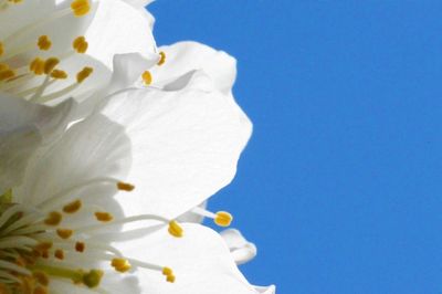 Close-up of white flowers over black background