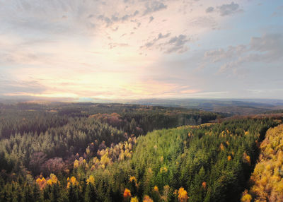 Dramatic aerial sunset over the pine tree forest in autumn in the ardennes, belgium. drone shot.