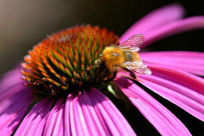 Close-up of honey bee on pink flower