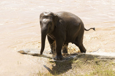 Elephant drinking water