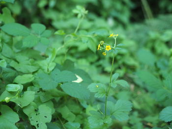Close-up of insect on yellow flowering plant