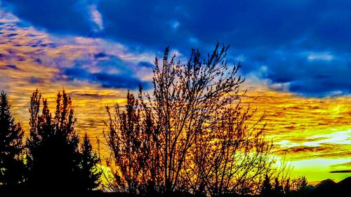 Silhouette trees on landscape against dramatic sky