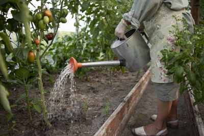 Senior woman watering tomato plant with can in greenhouse