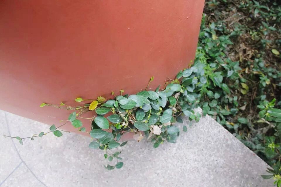 plant, growth, leaf, wall - building feature, nature, red, green color, flower, no people, freshness, fragility, growing, day, outdoors, beauty in nature, close-up, wall, high angle view, sunlight, footpath