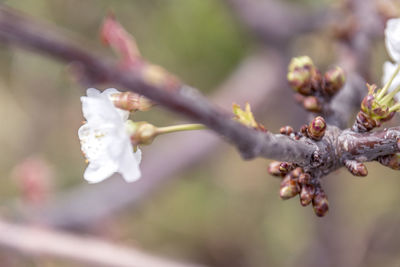 Close-up of flowering plant