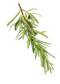 Close-up of fresh green plant against white background