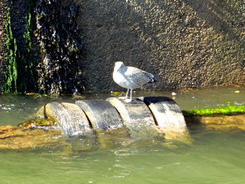 Bird perching on rock by lake