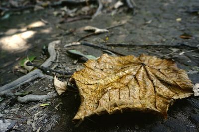 High angle view of dry leaf on water