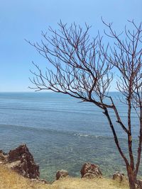 Bare tree by sea against sky