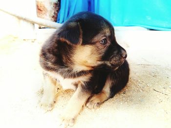 Close-up of dog looking away