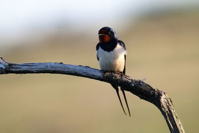 Close-up of barn swallow, bird, perching on branch.