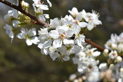 Close-up of white cherry blossom tree