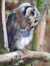 Close-up of bird perching on tree