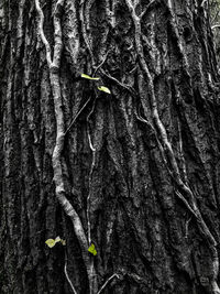 Close-up of leaf on tree trunk