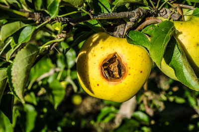 Close-up of lemon growing on tree