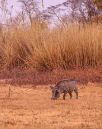 Warthog in africa 