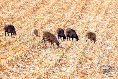 Farm animals at summer . flock of sheep on the pasture