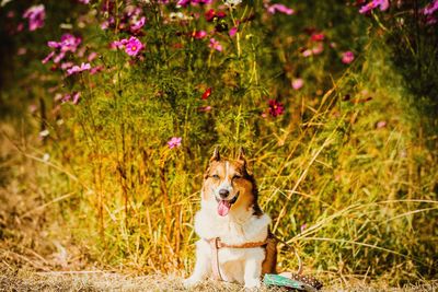 Portrait of a dog