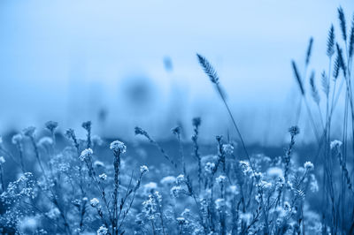 Close-up of flowering plants on field