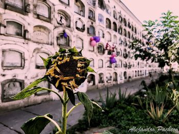 Close-up of flowering plants on building