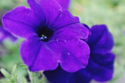 Close-up of purple flowers blooming outdoors