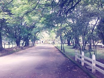 Trees in park