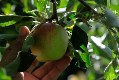 Close-up of apple growing on tree