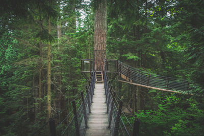 Narrow footbridge amidst trees in forest