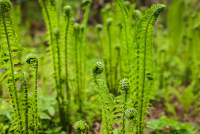Close-up of fern on land