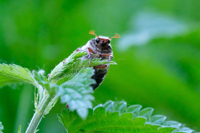 Close-up of butterfly pollinating on leaf