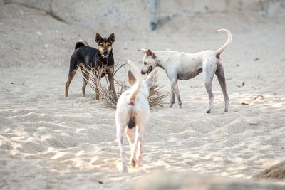 Dogs on beach