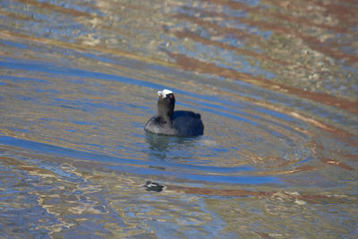 Bird swimming in lake