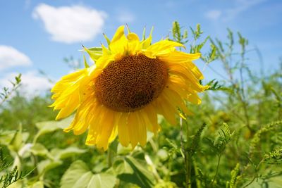 Close-up of sunflower on field against sky