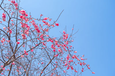 Low angle view of cherry blossoms against blue sky