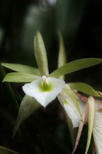 Close-up of white flowers