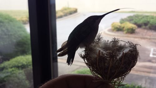 Close-up of hand holding bird