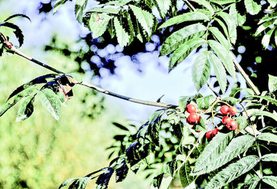 Close-up of leaves hanging on branch